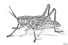 ක්රිකට් මුද්‍රණය කළ හැකි වර්ණ පිටු